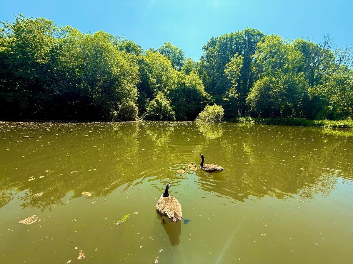 Three geese gliding peacefully across the wildlife lake on a sunny day.